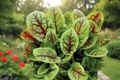 Red Veined Sorrel - Rumex sanguineus Live Rooted Perennial Herb Plant