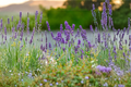 Phenomenal Lavender Live Plants - 3 Rooted Starters in 1 Qt Pots