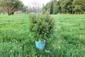 Dwarf Arborvitae Sherwood Moss Live Plant | Thuja occidentalis 1 Gallon Pot