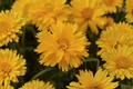 Double the Sun Tickseed Coreopsis grandiflora ‘Double the Sun’ — 4-Inch Live Plant