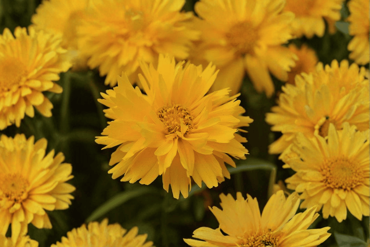 Double the Sun Tickseed Coreopsis grandiflora ‘Double the Sun’ — 4-Inch Live Plant