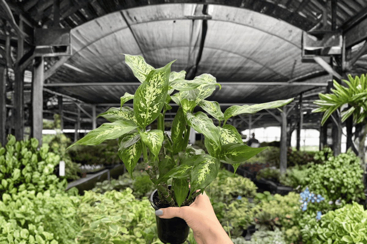 Dieffenbachia Compacta - 2 Live Plants in 4-Inch Pots (Potted)