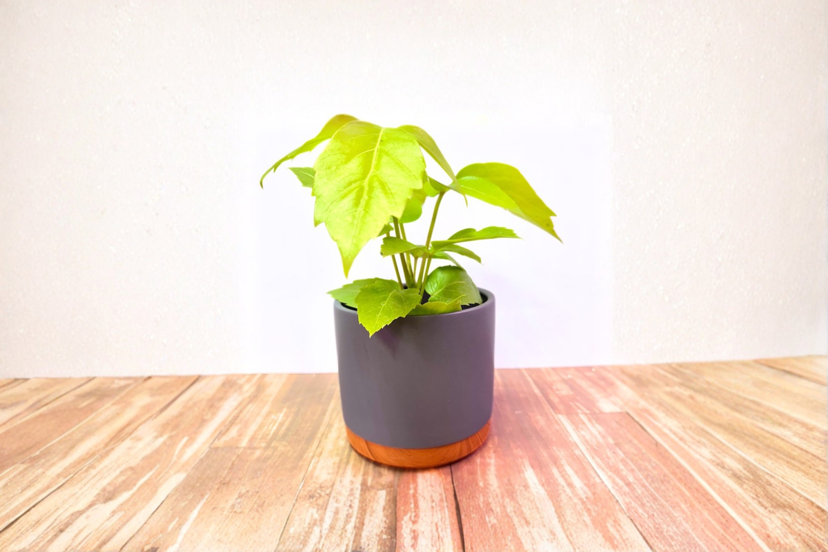 Two Toned Glazed Ceramic Planter Pot 5.5in with Drainage Hole & Removable Saucer