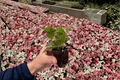 Pilea cadierei Aluminum Plant Starter Plants (2) – Bare Root in Soil Pods