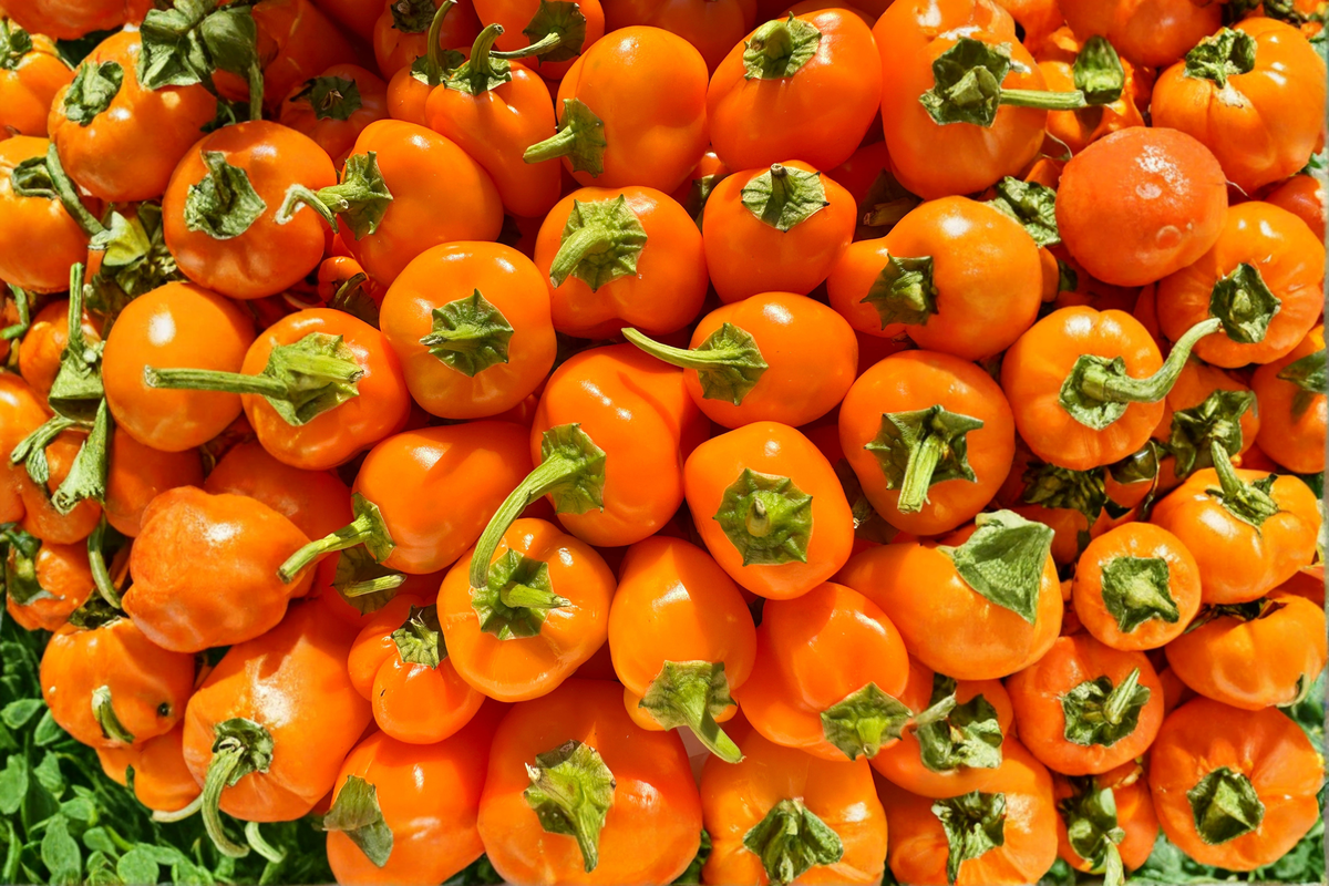 Aji Chinchi Amarillo Pepper Live Plants - 3 Established Starter Plants (75+ Days Old)