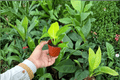 Philodendron Moonlight Starter Plants - 2-Pack in Soil Pods