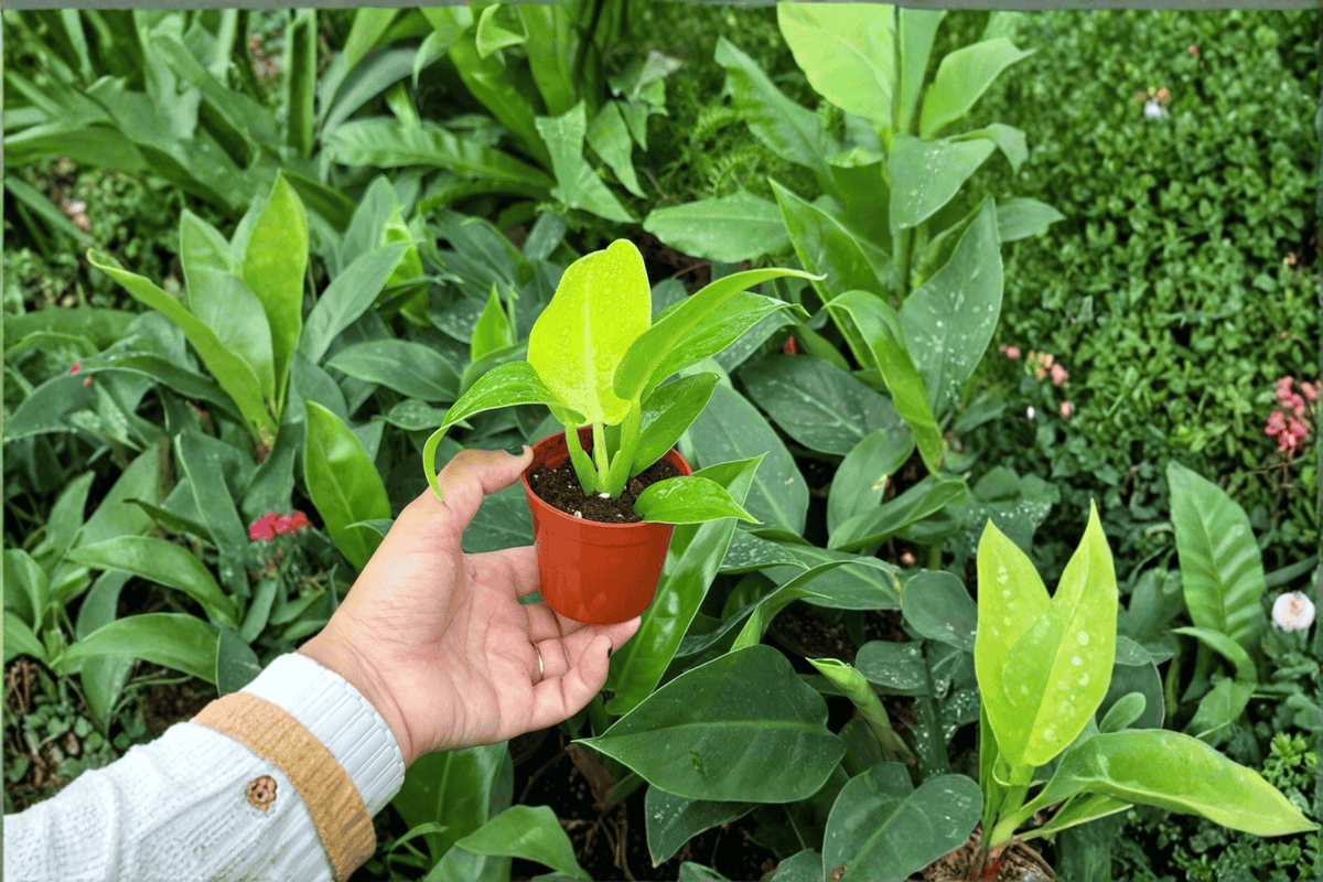 Philodendron Moonlight Starter Plants - 2-Pack in Soil Pods