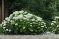 Annabelle Hydrangea arborescens - 4" Live Plant, White Blooms, Partial Shade