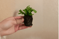 Green Flame Fern Starter Plants – 2 in Pots (2 Pack) – Ornamental Tropical Fern