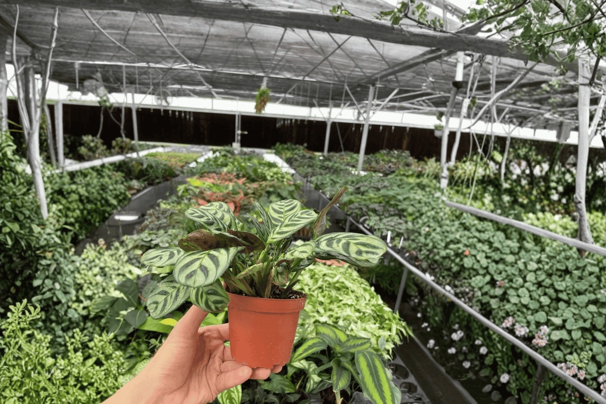 Calathea Burle Marx Amabilis 2 Live Plants - 4-Inch Pots