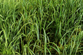 Carex oshimensis ‘Everlime’ Japanese Sedge - 4-inch Pot (EverColor)