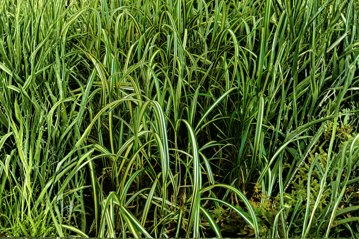 Carex oshimensis ‘Everlime’ Japanese Sedge - 4-inch Pot (EverColor)