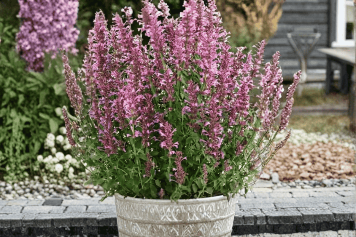 Sunny Sparks Pink Improved Hummingbird Mint (Agastache Hybrid) - 4-Inch Live Plant