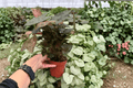 Syngonium 'Merry Maria' Live Plants — 2 Exact 4-Inch Pots