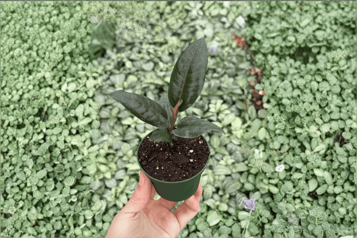 Ficus elastica 'Black Prince' - 2 Live Starter Plants in 2-Inch Format