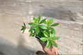 Sweet Woodruff Galium odoratum Live Starter Plant | Organic Rooted Cutting, Ground Cover for Shade Gardens