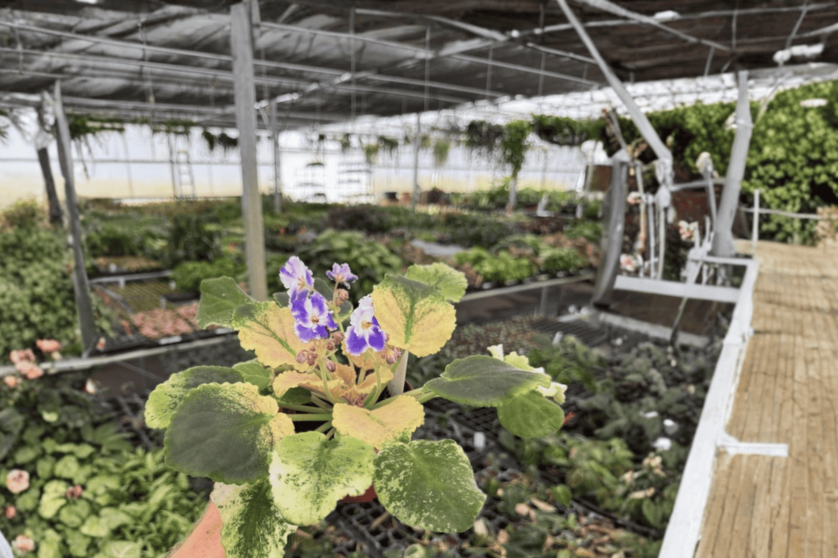 Harmony’s Purple Passion African Violet (Streptocarpus ionanthus) - 2 Live Plants in 4-Inch Pots