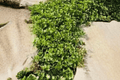 Lemon Creeping Thyme (Thymus × citriodorus ‘Lemon Creeping’) - 4-Inch Live Plant