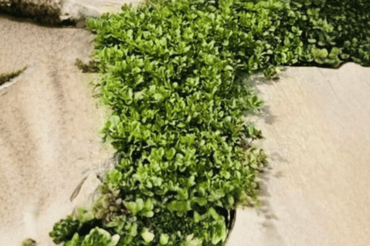 Lemon Creeping Thyme (Thymus × citriodorus ‘Lemon Creeping’) - 4-Inch Live Plant