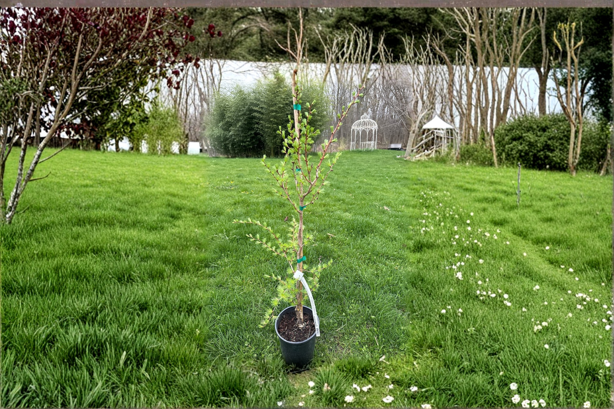 Japanese Larch Paper Lanterns - 1 Gallon Live Plant, ~24" Tall (Larix kaempferi)