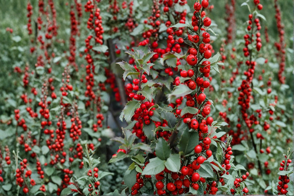 Blue Princess Holly (Ilex × meserveae 'Blue Princess') 1 Gallon Live Plant