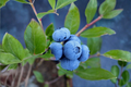 Sunshine Blue Blueberry Bush - 1 Gallon Live Plant, Compact Edible Shrub