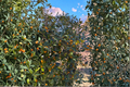 Longwood Gold Holly - Ilex x attenuata 'Longwood Gold' Live Plant in 4-Inch Pot