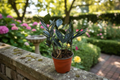 Black Queen ZZ Plant - 4 Inch Fully Rooted Live Plant Zamioculcas zamiifolia (Zamioculcas) Indoor Tropical