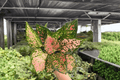Aglaonema Katrina Live Plants – 2 Exact 4" Pots