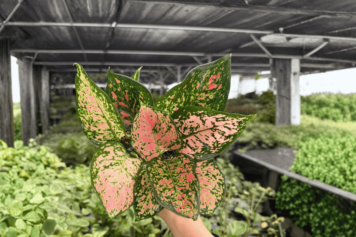 Aglaonema Katrina Live Plants – 2 Exact 4" Pots
