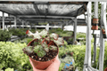 Begonia Harmony’s Cherry Bomb - 2 Exact 4-Inch Potted Live Plants