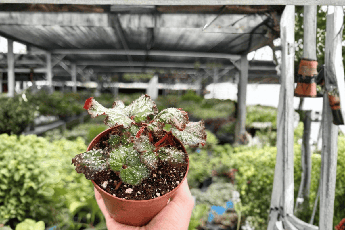 Begonia Harmony’s Cherry Bomb - 2 Exact 4-Inch Potted Live Plants