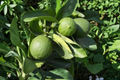 Persian Lime Tree Live Plant - 3 Gallon Citrus Fruit Tree