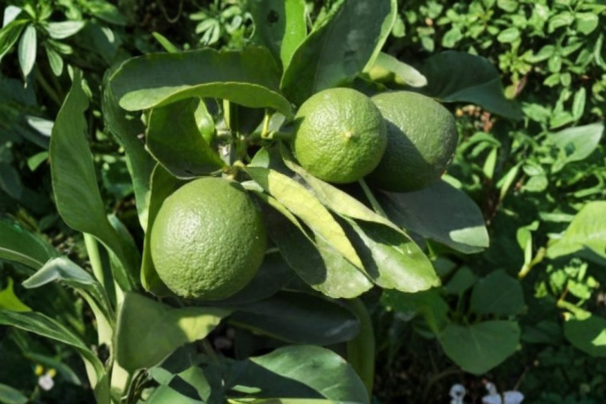 Persian Lime Tree Live Plant - 3 Gallon Citrus Fruit Tree