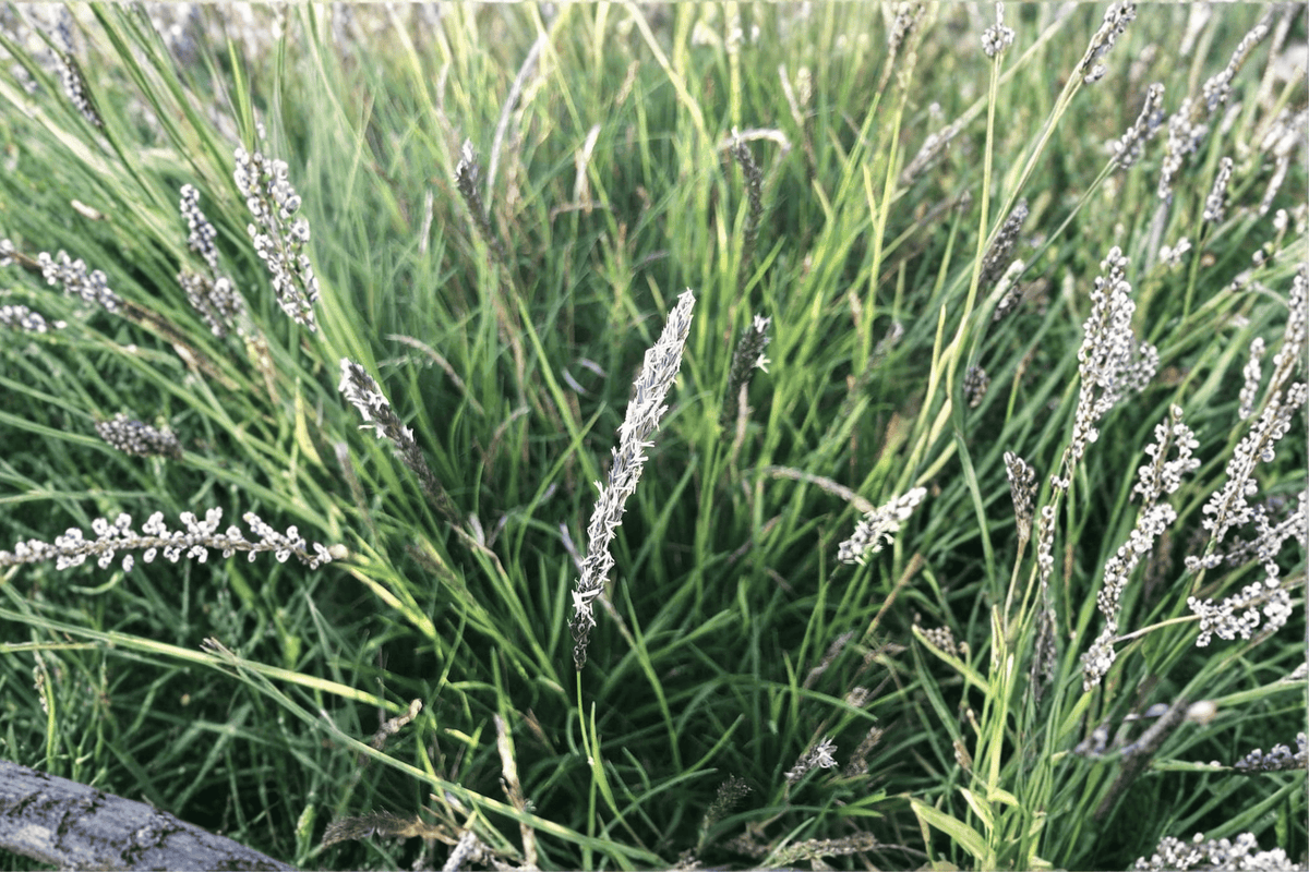Autumn Moor Grass Sesleria autumnalis - 1 Live Plant, 4-Inch Pot (Clump-Forming ornamental perennial)