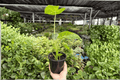Alocasia Frydek (Alocasia micholitziana ‘Frydek’) 2 Live Plants in 4-Inch Pots