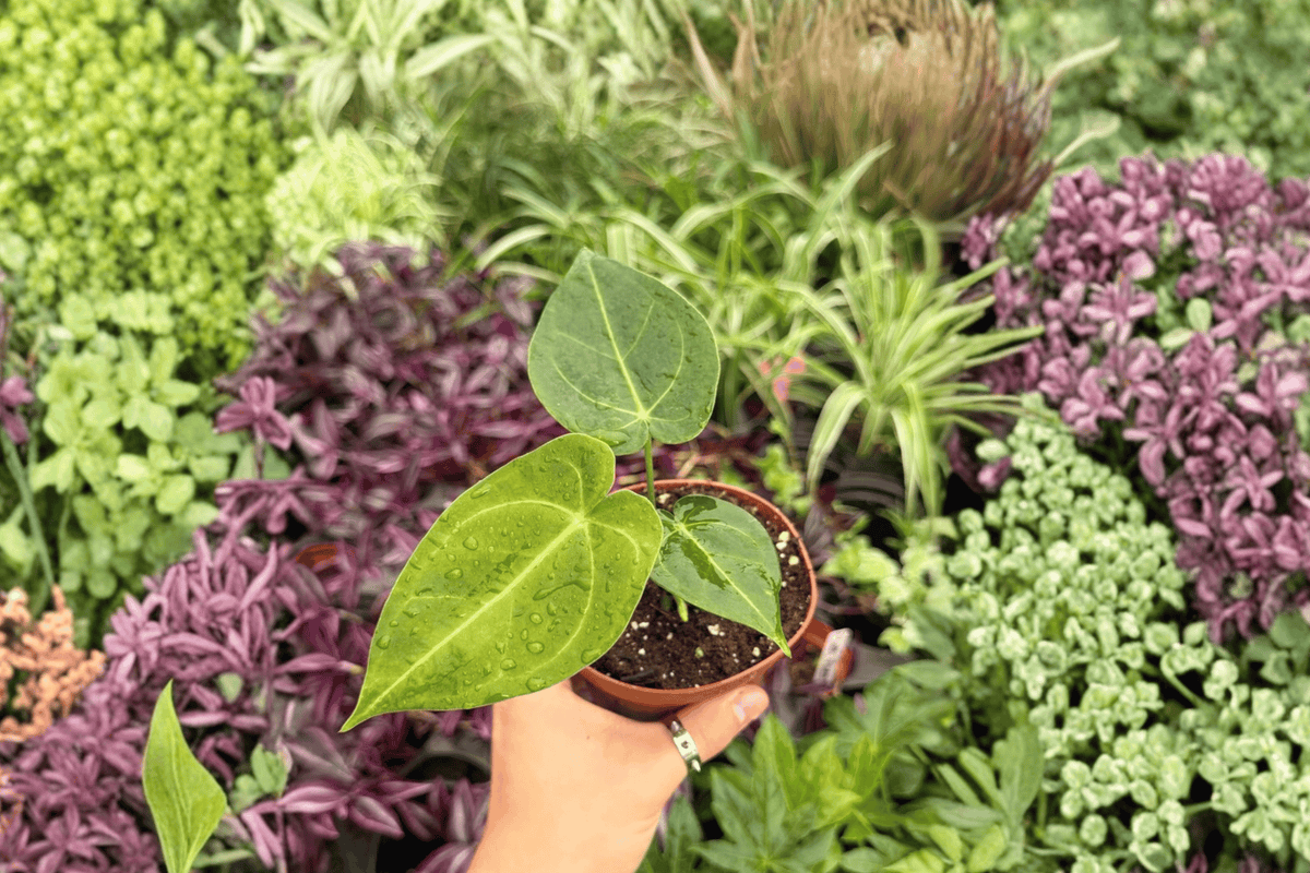 Anthurium Xone × Subsignatum Hybrid (2 Live Plants) – Exact Pot 4"
