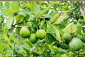 Key Lime Seeds - 10 Fresh Citrus Seeds for Indoor or Outdoor Growing