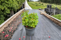 Dwarf European Snowball Viburnum Nanum Live Plant - 1 Gallon Pot