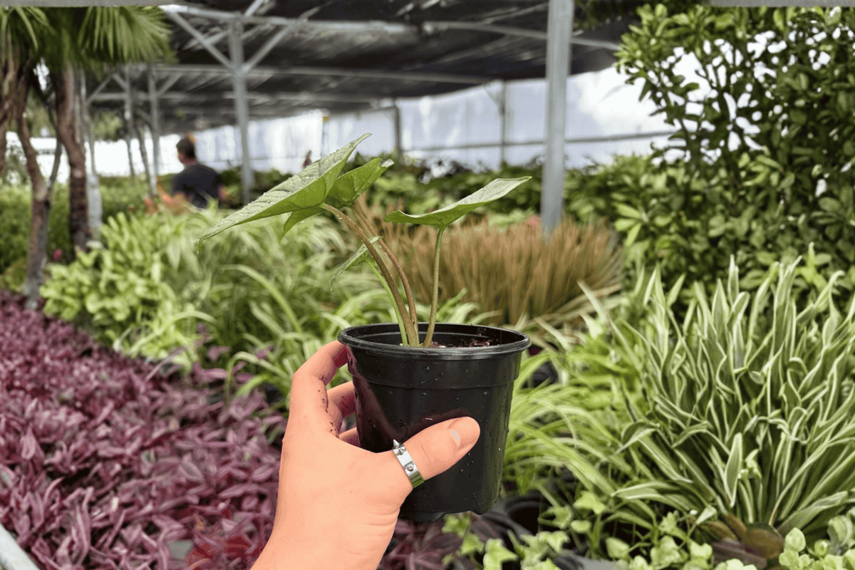 Alocasia Platinum ‘Bisma’ - 2 Live Plants in 4-Inch Pots | Shipped Potted