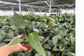 Anthurium Xone x Goliath Live Plants (2) in 4-Inch Pots – Exact Listing