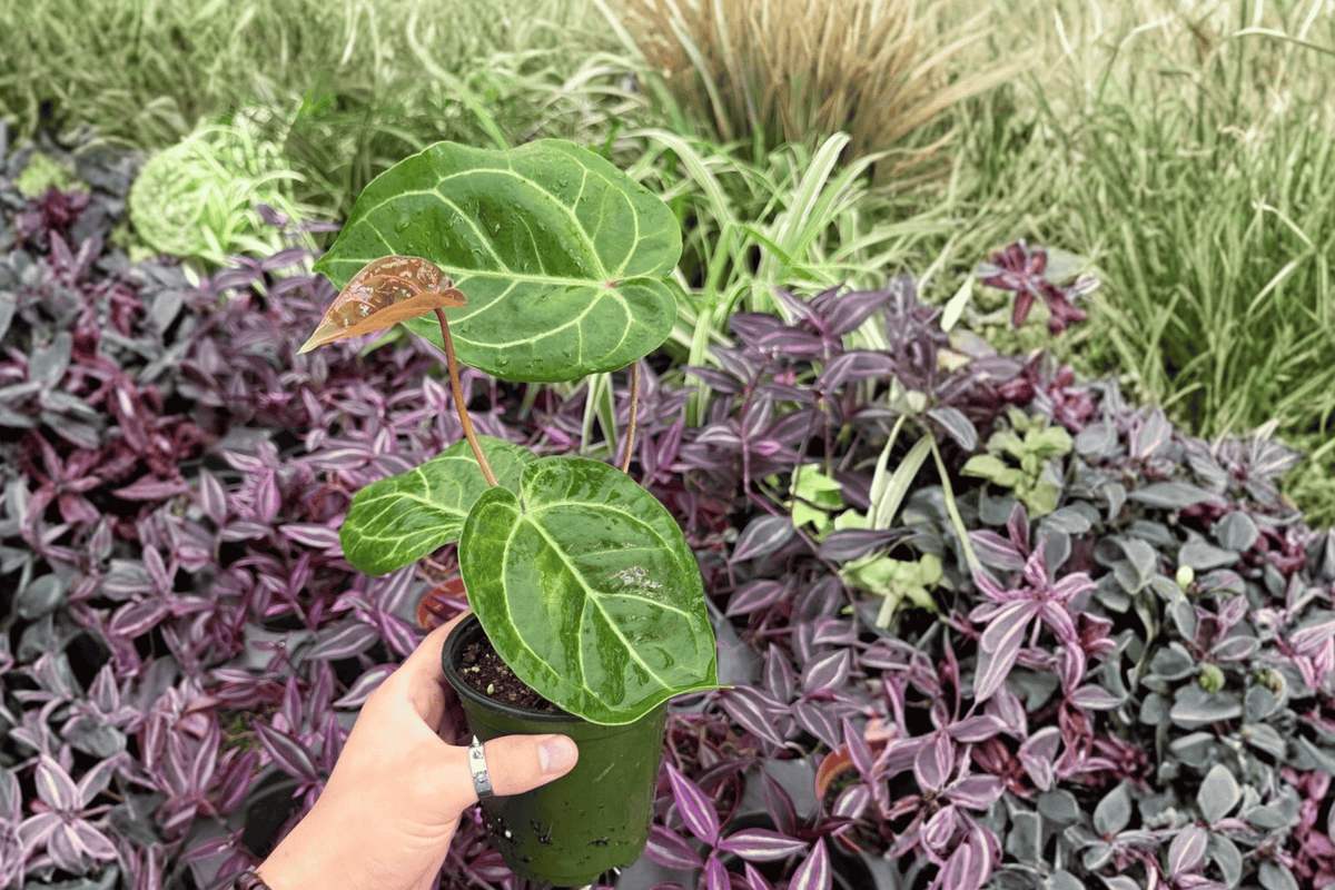 Anthurium Hoffmannii × Red HU — 2 Bare-Root Live Plants, 4-Inch Pot (Exact Plants pictured)