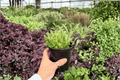 Variegated Bear Paw Cotyledon tomentosa – 2 Potted 4-Inch Live Plants (Exact Listing)