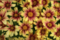 Coreopsis grandiflora 'Sunset Burst' Tickseed - 4-Inch Live Plant