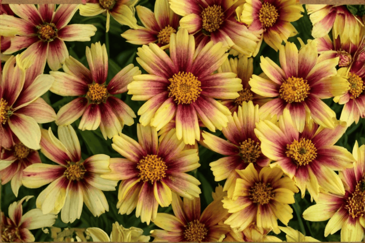 Coreopsis grandiflora 'Sunset Burst' Tickseed - 4-Inch Live Plant