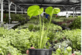 Monstera Thai Constellation - 2 Exact Live Plants in 4-Inch Pots