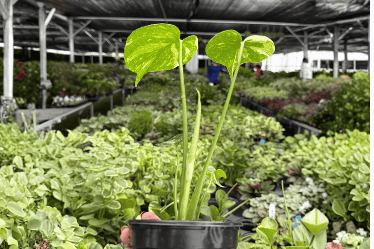 Monstera Thai Constellation - 2 Exact Live Plants in 4-Inch Pots