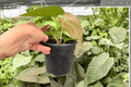 Anthurium Porti x Subsi - 2 Live Plants in 4-Inch Pots (Porti × Subsi Hybrid)