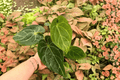 Anthurium Hoffmanii x Crystallinum Live Plants - 4-Inch Pots (2 Pack)