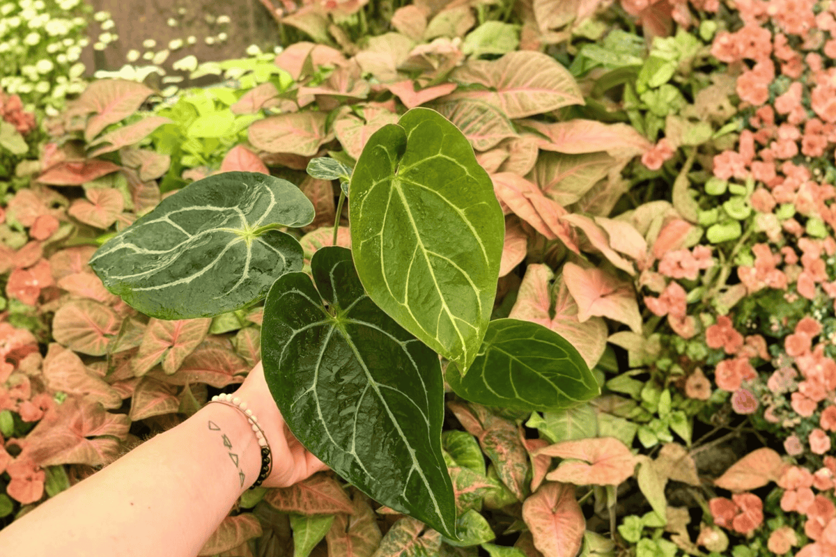Anthurium Hoffmanii x Crystallinum Live Plants - 4-Inch Pots (2 Pack)